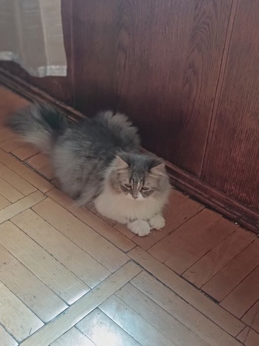 Отдам даром в добрые руки