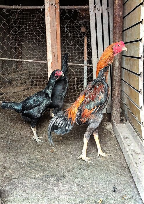 Дакан боец о шамо