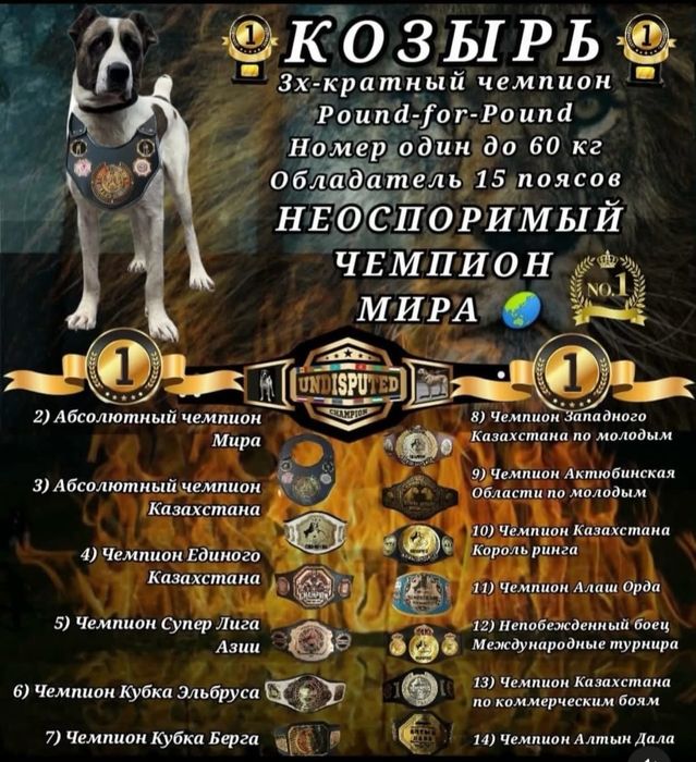 Алабай бойцовый линия