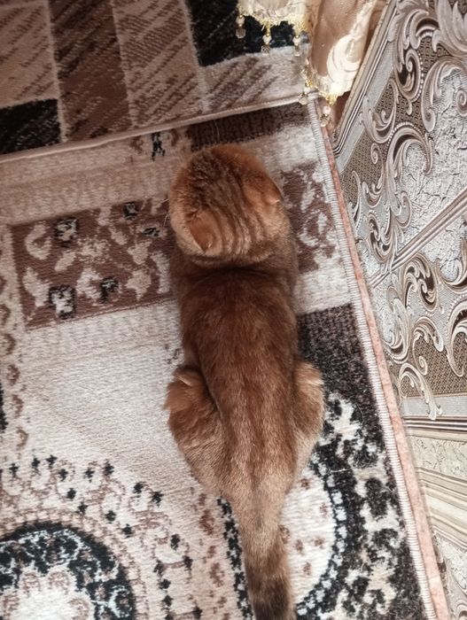 Кошка вислаушка стерельная