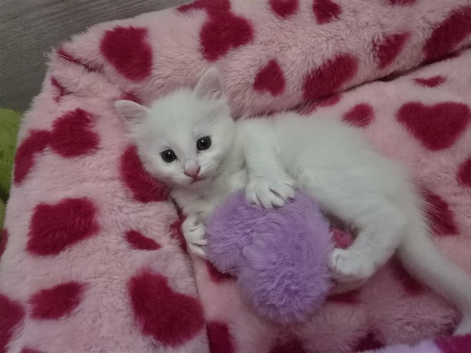 Котята на продажу.