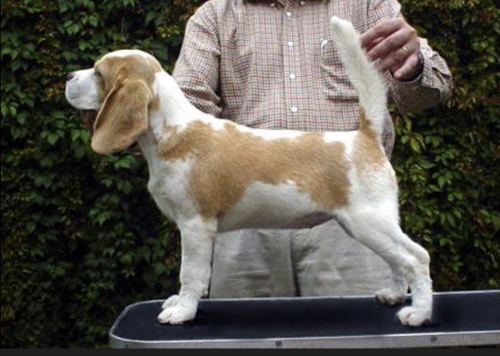 Щенки бигля Алматы