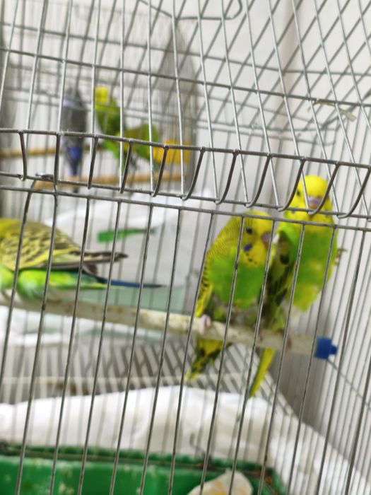 Валныстие папугай