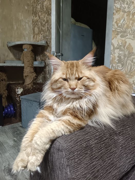 Котята мейн кун.