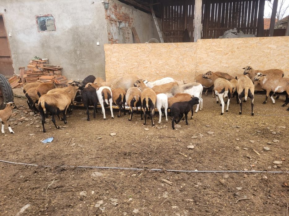 Vand berbec de camerun