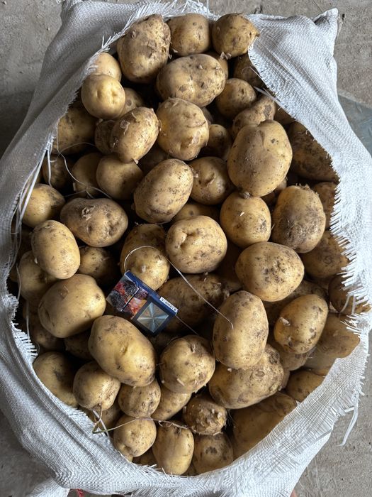 Картофель с Павлодара