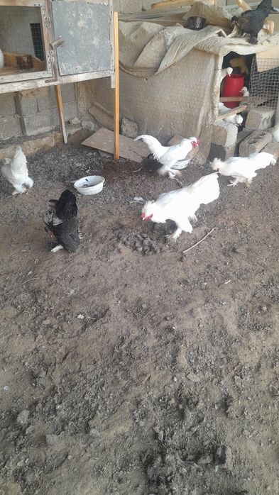 Корейский хорошо товуклар бор