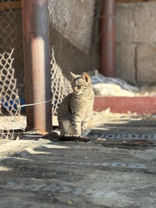 Adopție pisicuță gri tărcat, 6-7 luni, jucăușă și iubitoare