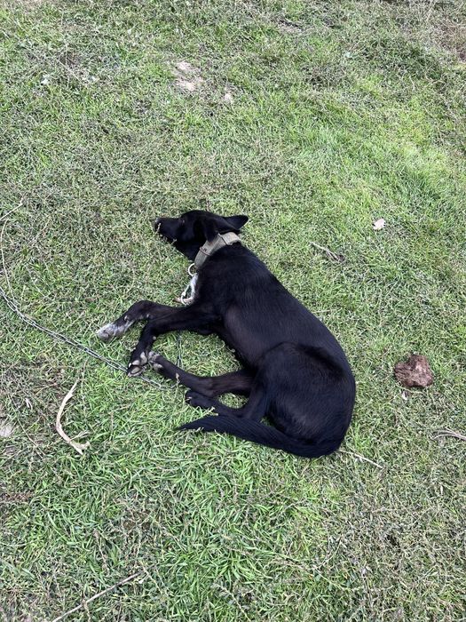 восточно европейская овчарка черная