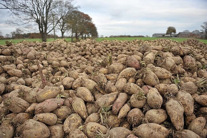 Vand sfecla furajera 1 leu