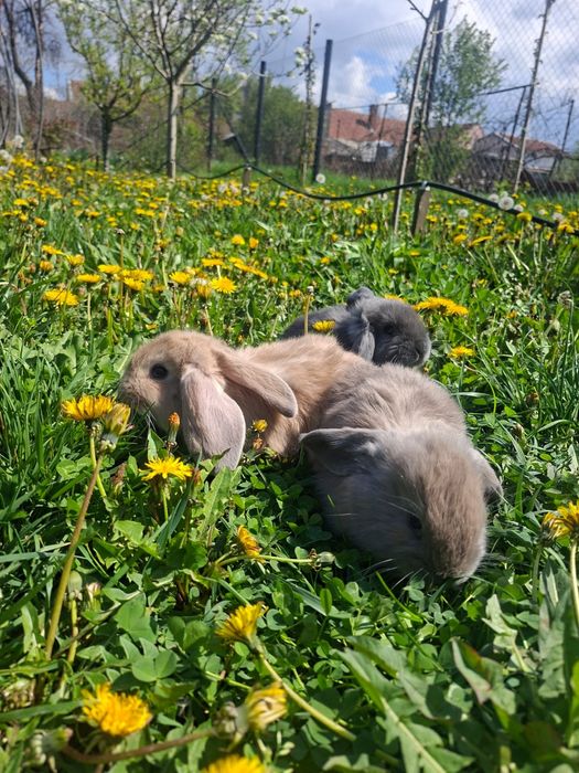 Iepurasi berbec german rasa foarte blandaa