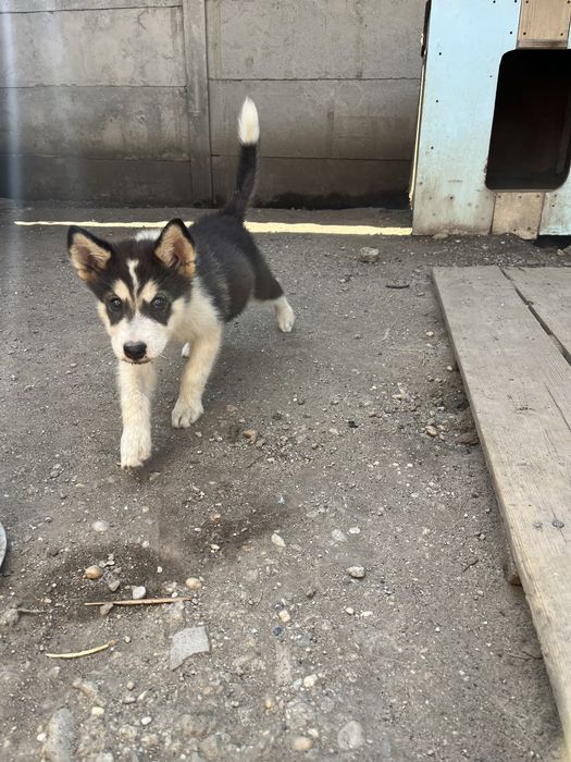 Pui malamut de Alaska