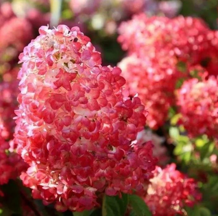 Саженцы - гортензия метельчатая.