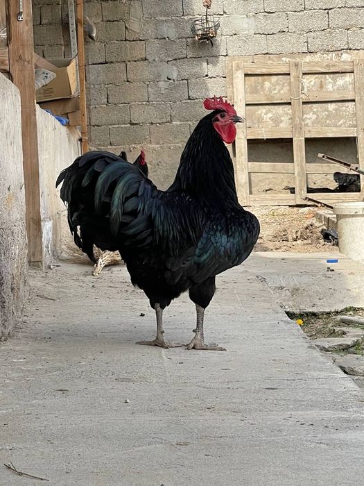 Avstralorp Joja tuxum sotiladi