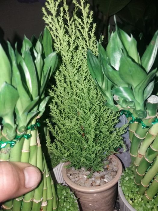 Комнатные растения