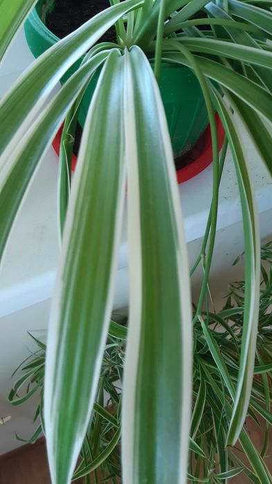 pt cadou planta paianjen 3 soiuri diferite pt aer curat