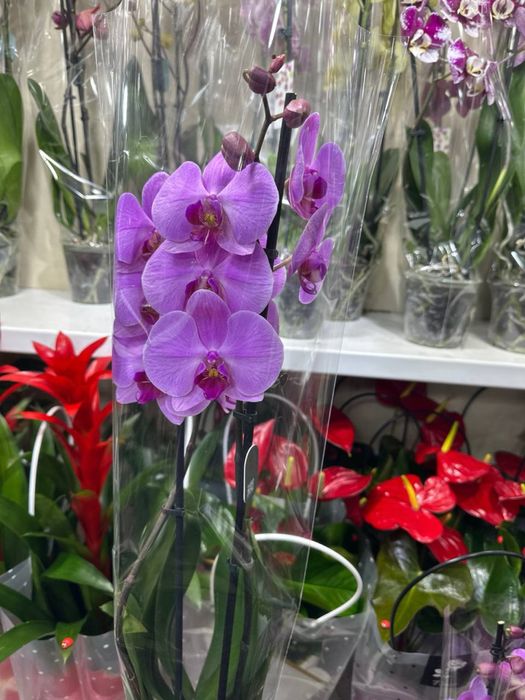 Роскошные орхидеи — живое украшение вашего дома