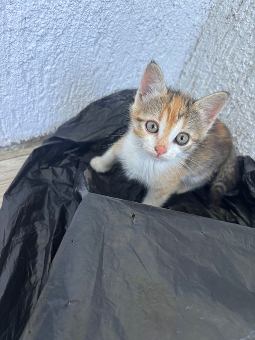 Подарявам котенца