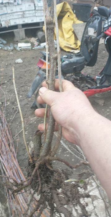 Butași sau tufe coacăze negre