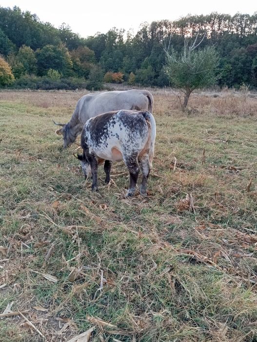 Viței De Rasă Angus și Belgian Motru • OLX.ro