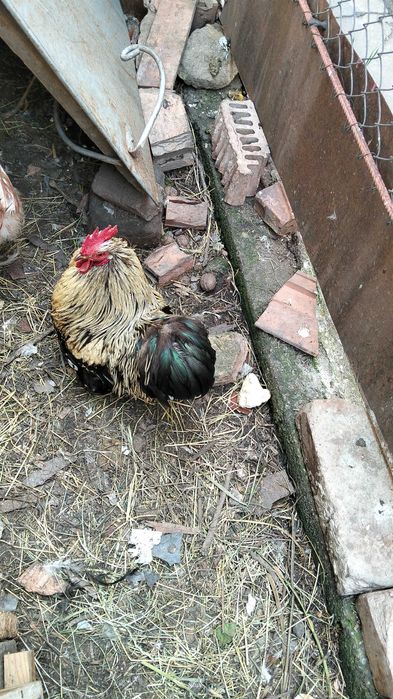 De vânzare său schimb un cocos Cochinchina pitic pe iepure