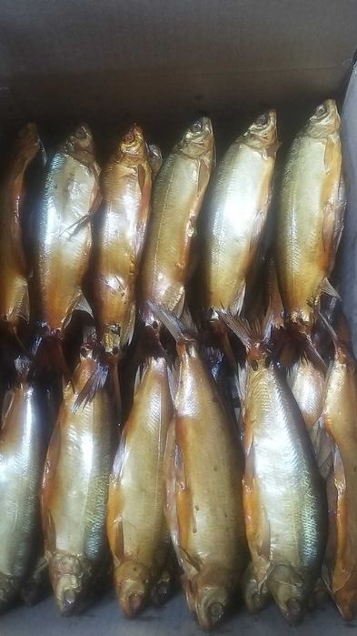 Копчёная рыба  пелядь боровое