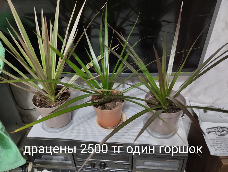 Кодиум, ,Драцены,   другие