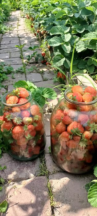 Продам саженцы клубники