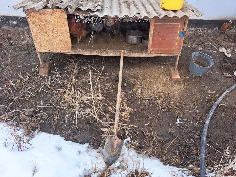 Продам.                       ТОЛЬКО.                          ПЕТУХОВ