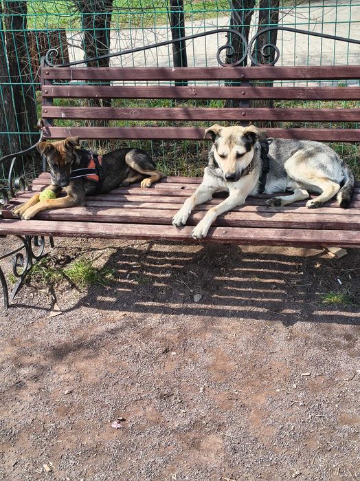 Красивая собачка в надёжные руки