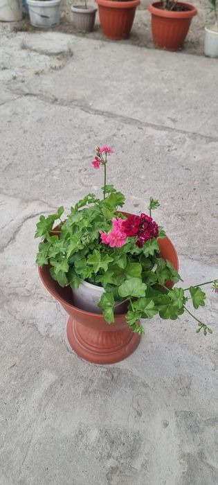 Продам цветы местные