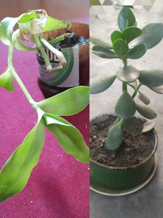 Разные комнатные растения