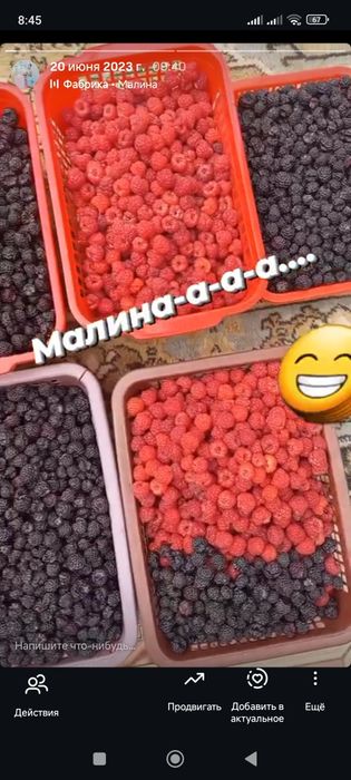 Продам саженцев малины