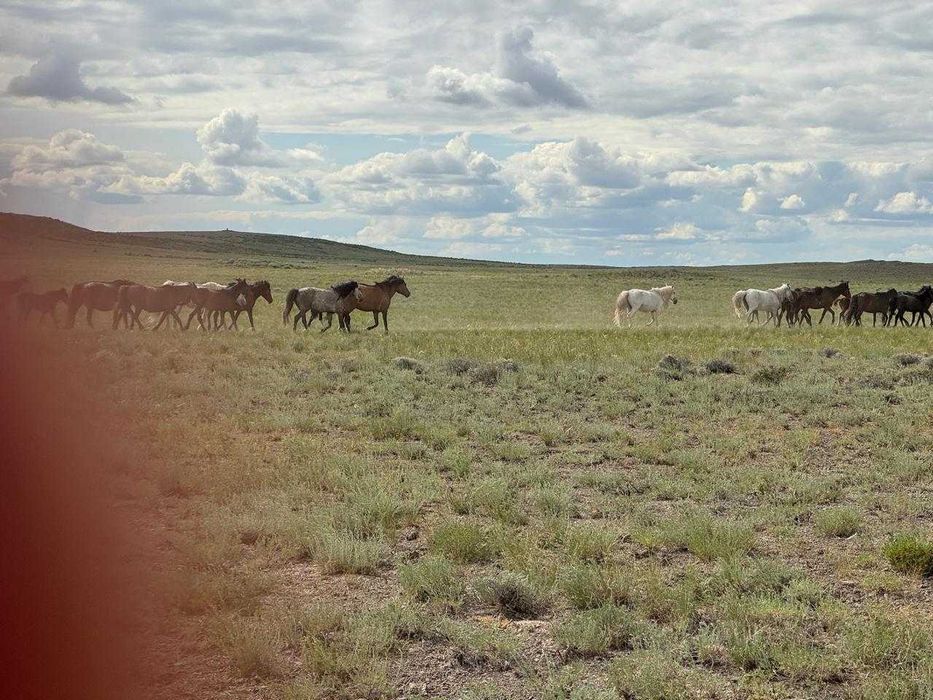 Продам лошадей(үйір, табун, табын,)