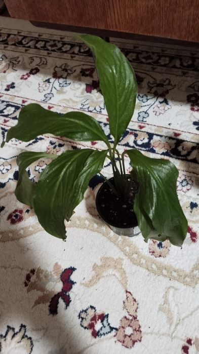 Продам комнатные цветы.