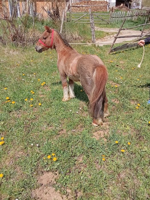 Vând  ponei de 5 ani foarte cuminte  duce  calare