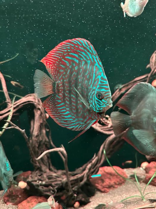 В продаже пара Дискусов от Рудольфа Вагнера