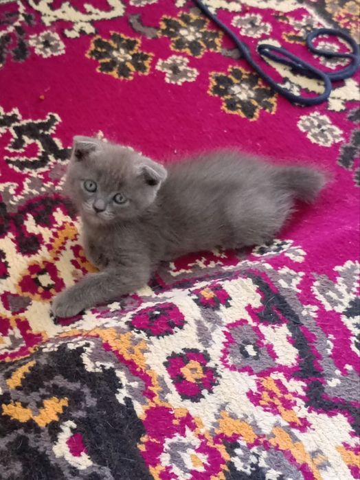 Mushukchalar sotiladi qiz o'g'il aralash soni 5 ta
