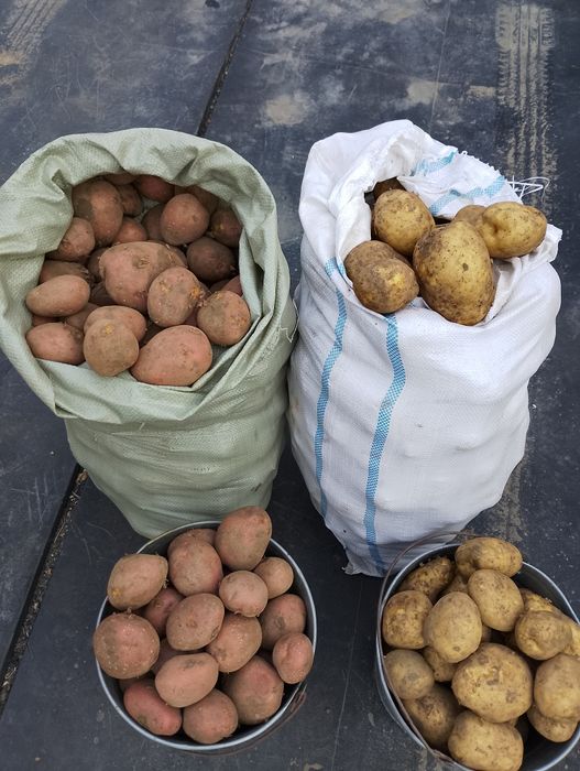 Картофель крупный