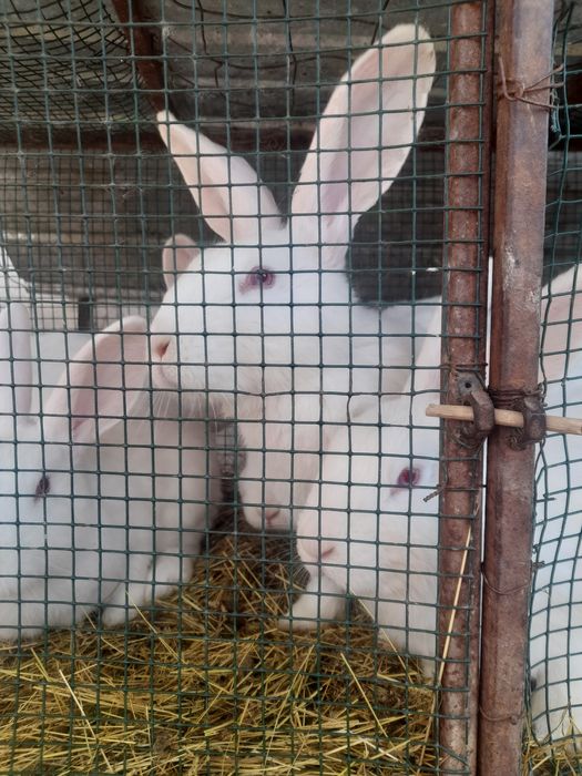 Iepuri.albi iepuroace si iepuroi