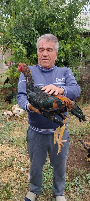 Продаются бойцовые жужики