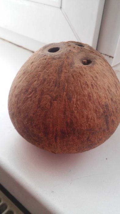 Продам кокос пустой. Цена окончательная