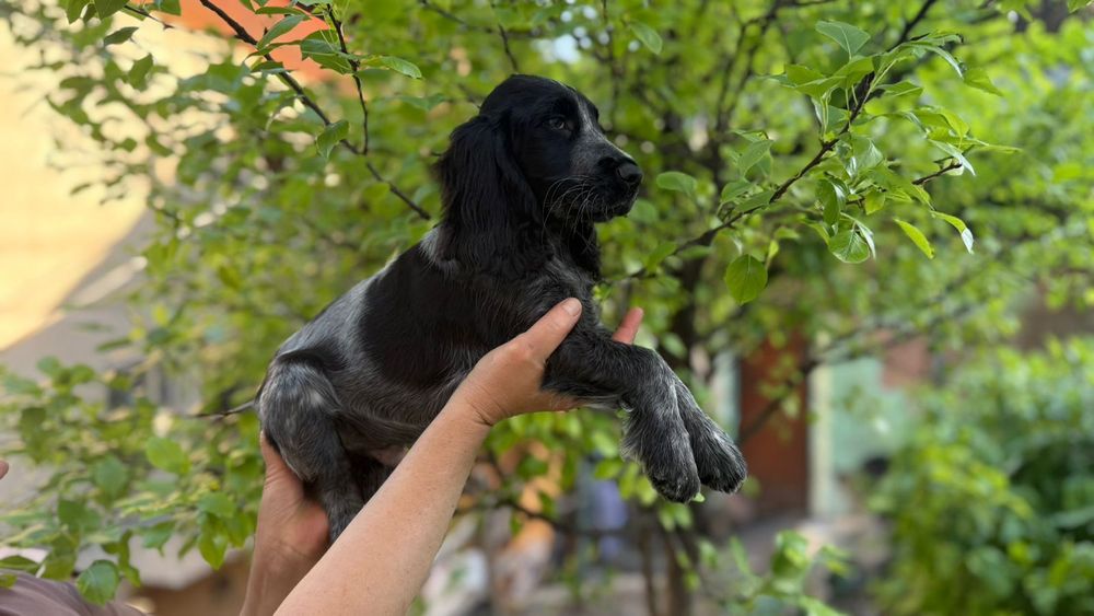 Русский охотничий спаниель