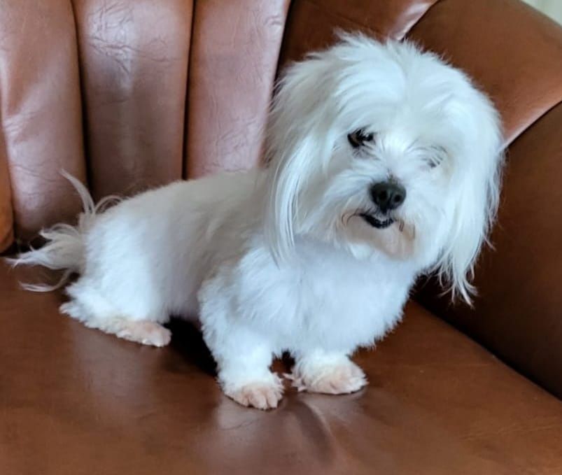 Bichon maltez fetite