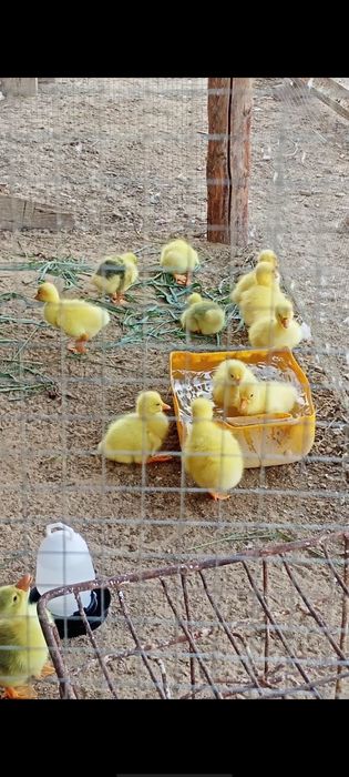 Каз балапандары бар