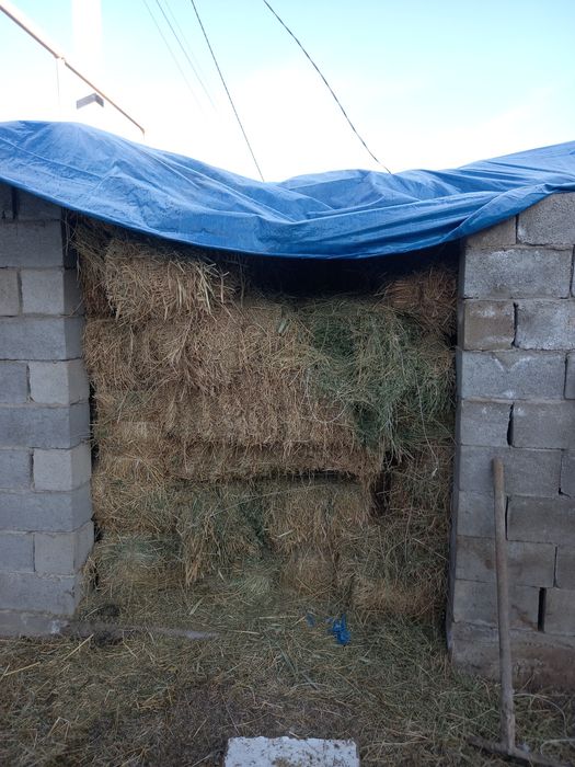 Жоңышқа сатылады