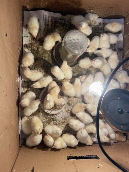 Леггорн Стандарт балапандар