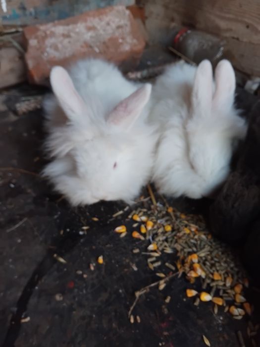 Iepurasi disponibili