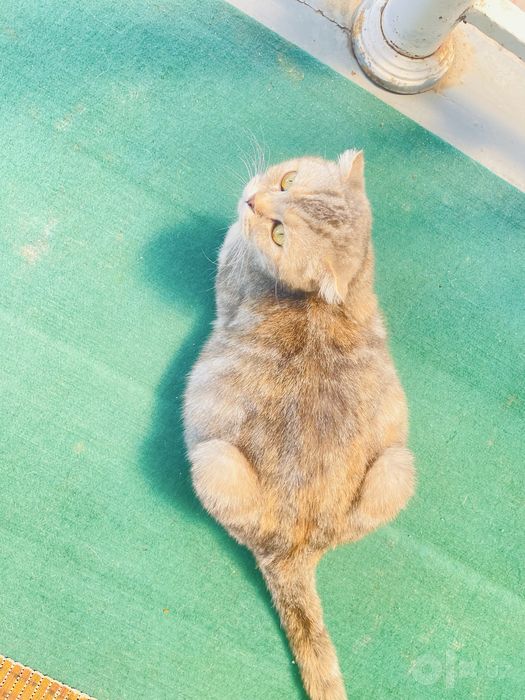 Скотш фолд шатланский мушук сотилади