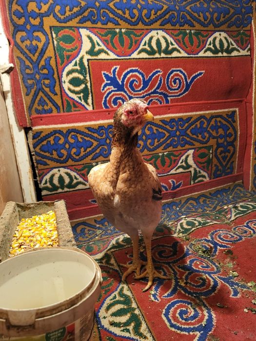 Сатамын туляк мекен 12000